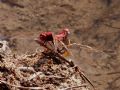 Crocothemis erythraea